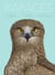 Rapaces