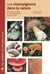 Les champignons dans la nature
