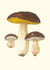 Carnet : Champignons comestibles et vénéneux