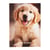 Cahier de textes 2026/2027 - Chien - 15 x 21 cm - Cultura