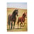 Agenda journalier 2026/2027 - Cheval - 12 x 17 cm - Cultura