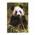 Agenda journalier 2026/2027 - Panda - 12 x 17 cm - Cultura
