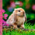 Calendrier 2027 Pictura - Lapins - 16 x 16 cm
