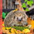 Calendrier 2027 Pictura - Hérisson - 16 x 16 cm