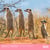 Calendrier 2027 Pictura - Drôles d'animaux - 30 x 30 cm