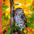 Calendrier 2027 Pictura - Chouettes - 16 x 16 cm