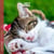 Calendrier 2027 Pictura - Chatons - 16 x 16 cm