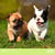 Calendrier 2027 Pictura - Chiots - 30 x 30 cm