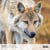 Calendrier 2027 Pictura - Loups - 30 x 30 cm