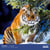 Calendrier 2027 Pictura - Tigres - 30 x 30 cm