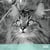 Calendrier 2027 Pictura - Chats N&B - 30 x 30 cm