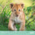 Calendrier 2027 Pictura - Bébés animaux - 30 x 30 cm