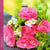 Calendrier 2027 Pictura - Bouquets - 16 x 16 cm