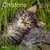 Calendrier chatons (édition 2027)