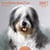Calendrier 2027 Editions du Désastre - Chiens dans l'art - 30 x 30 cm
