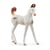 Horse club poulain marwari - Schleich