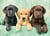 Puzzle 1000 pièces - High Quality Collection - Trois chiots Labrador