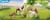 Poneys et poulains - Playmobil - 70682