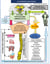 Sophrologie SDHEA - psychosomatique, respiration sophronique,relaxation SDHEA