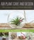 Air Plant Care and Design - Tips and Creative Ideas for the World's Easiest Plants