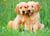 Puzzle 500 pièces - Les Frères Golden Retriever - Ravensburger