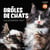 Calendrier mural Drôles de chats 2027