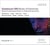 Continuum XXI - Music of Extremes - Early & Contemporary Music on Historical Instruments