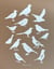 Carnet A4 Oiseaux - Zoé de Las Cases