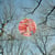 Glean