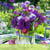 Calendrier 2027 - 30 x 30 cm - parfums de fleurs