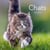 Chats : Calendrier (édition 2027)