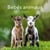 Bébés animaux : Calendrier (édition 2027)