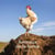 Animaux de la ferme : Calendrier (édition 2027)