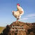Animaux de la ferme : Calendrier (édition 2027)