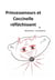 La trilogie de Princessenours et Coccinelle Tome 3 : Princessenours et Coccinelle réfléchissent