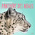 Dans les pas de la... panthère des neiges