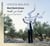 West Bank Echoes - A Journey Through Palestine