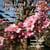 I Have Live & Loved : Songs