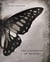 The Chemistry of Memory