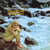 California Dreaming - Vinyle