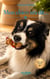 Mon chien m'a dit