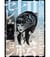 JUNJI ITO X GARDEN PAPER CUTOUT SELECTION *BONUS INCLUDED* (ARTBOOK VO JAPONAIS)