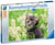 Puzzle 500 pièces - Chaton dans la prairie