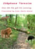 How the fox got his cunning - The Lion, the Ostrich and the Fox