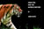 Urban Tiger Book Tw - Urban Tiger, #1