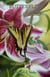 Haikus and Photos: Butterflies and Flowers - Nature Haikus & Photos, #1