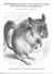 Mrs Squirrel's Choice: Level Two Activities for Phonological Referencing