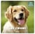 Les chiens