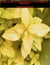 Partner Letters and Dream Entries, May to September, 2021, Enoch Me Up - Mystical Autobio and Letters, #4