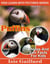 Puffins Photos and Fun Facts for Kids - Kids Learn With Pictures, #109